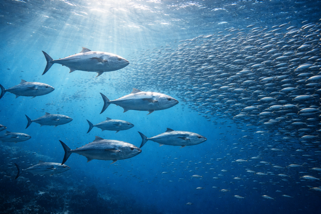 أسماك بحرية شائعة مثل التونة والسردين تسبح في أسراب طبيعية