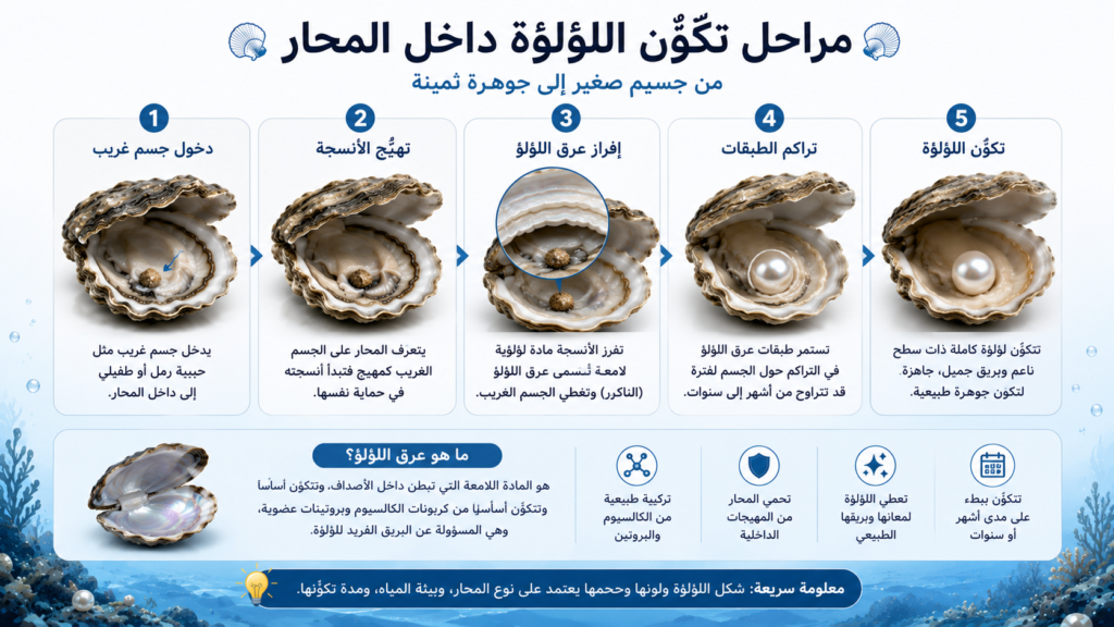 إنفوغرافيك يوضح مراحل تكوّن اللؤلؤة داخل المحار، بدءًا من دخول جسم غريب إلى الصدفة، مرورًا بتراكم طبقات عرق اللؤلؤ، وصولًا إلى تكوّن لؤلؤة طبيعية مكتملة.