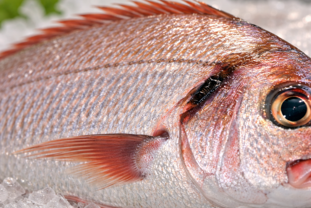 لقطة قريبة لجلد وقشور سمكة طازجة لامعة ومتماسكة