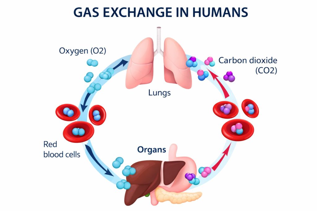 مخطط يوضح تبادل الأكسجين وثاني أكسيد الكربون بين الرئتين والدم والأعضاء في جسم الإنسان.