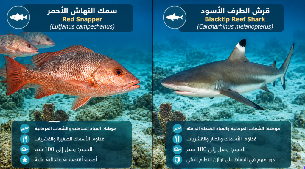 مقارنة بصرية تحت الماء بين سمك النهاش الأحمر وقرش الطرف الأسود توضح الفرق بين الأسماك العظمية والمفترسات البحرية داخل أنفوغرافيك علمي احترافي عالي الجودة.