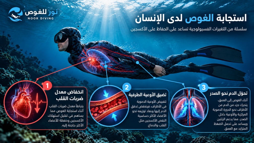 استجابة الغوص لدى الإنسان أثناء حبس النفس وتباطؤ ضربات القلب وتضيق الأوعية وتحول الدم نحو الصدر