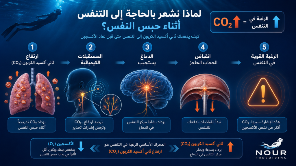 إنفوغرافيك يشرح لماذا نشعر بالحاجة إلى التنفس أثناء حبس النفس، موضحًا دور ارتفاع ثاني أكسيد الكربون (CO₂) والمستقبلات الكيميائية والدماغ والحجاب الحاجز في توليد الرغبة بالتنفس لدى الغواص الحر.