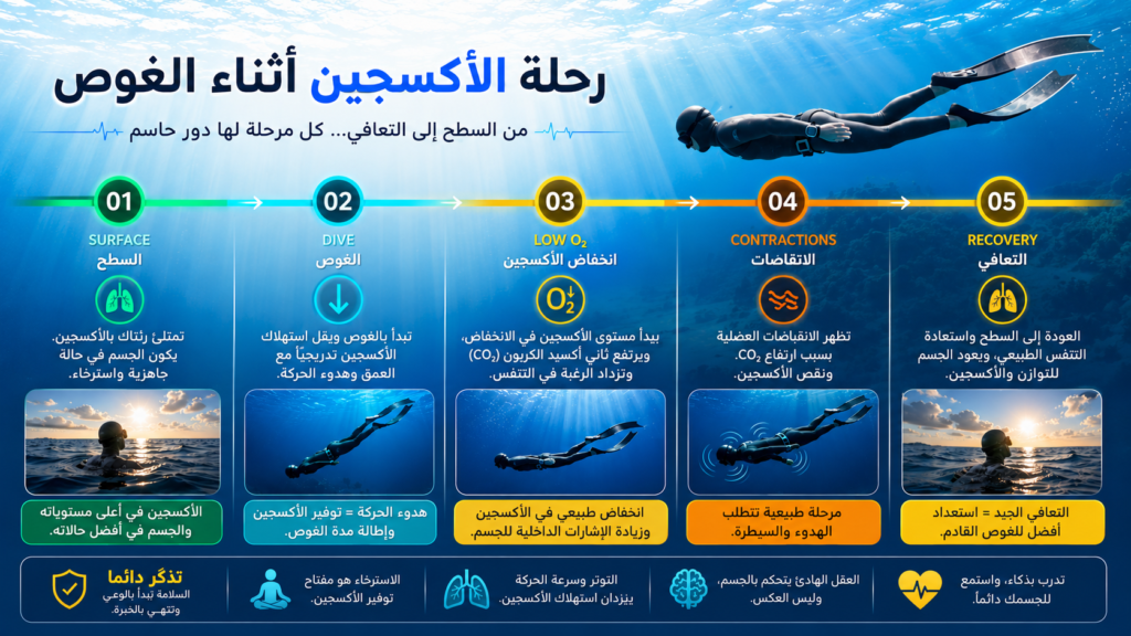 رحلة الأكسجين أثناء الغوص الحر — أنفوغرافيك احترافي يشرح مراحل انخفاض الأكسجين وارتفاع ثاني أكسيد الكربون من السطح حتى التعافي بعد حبس النفس