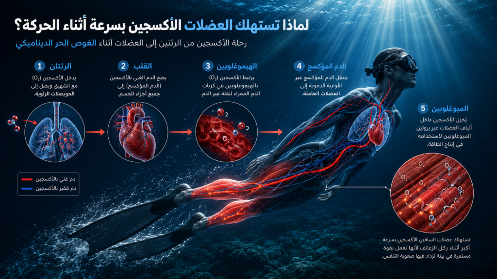 رسم تشريحي يوضح انتقال الأكسجين من الرئتين إلى القلب ثم عبر الهيموغلوبين إلى عضلات الساقين أثناء Hypoxic Dynamic Training في الغوص الحر، مع إبراز استهلاك الأكسجين أثناء الحركة.