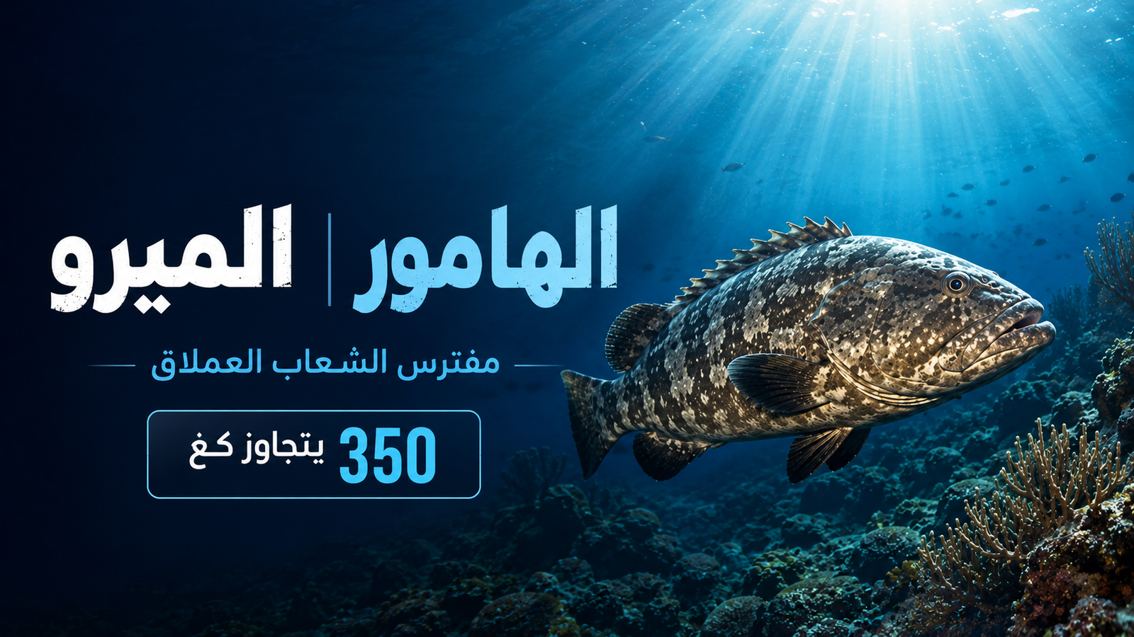 سمك الهامور (الميرو) يسبح قرب الشعاب المرجانية في مشهد سينمائي يعكس قوة أحد أكبر مفترسات البحار
