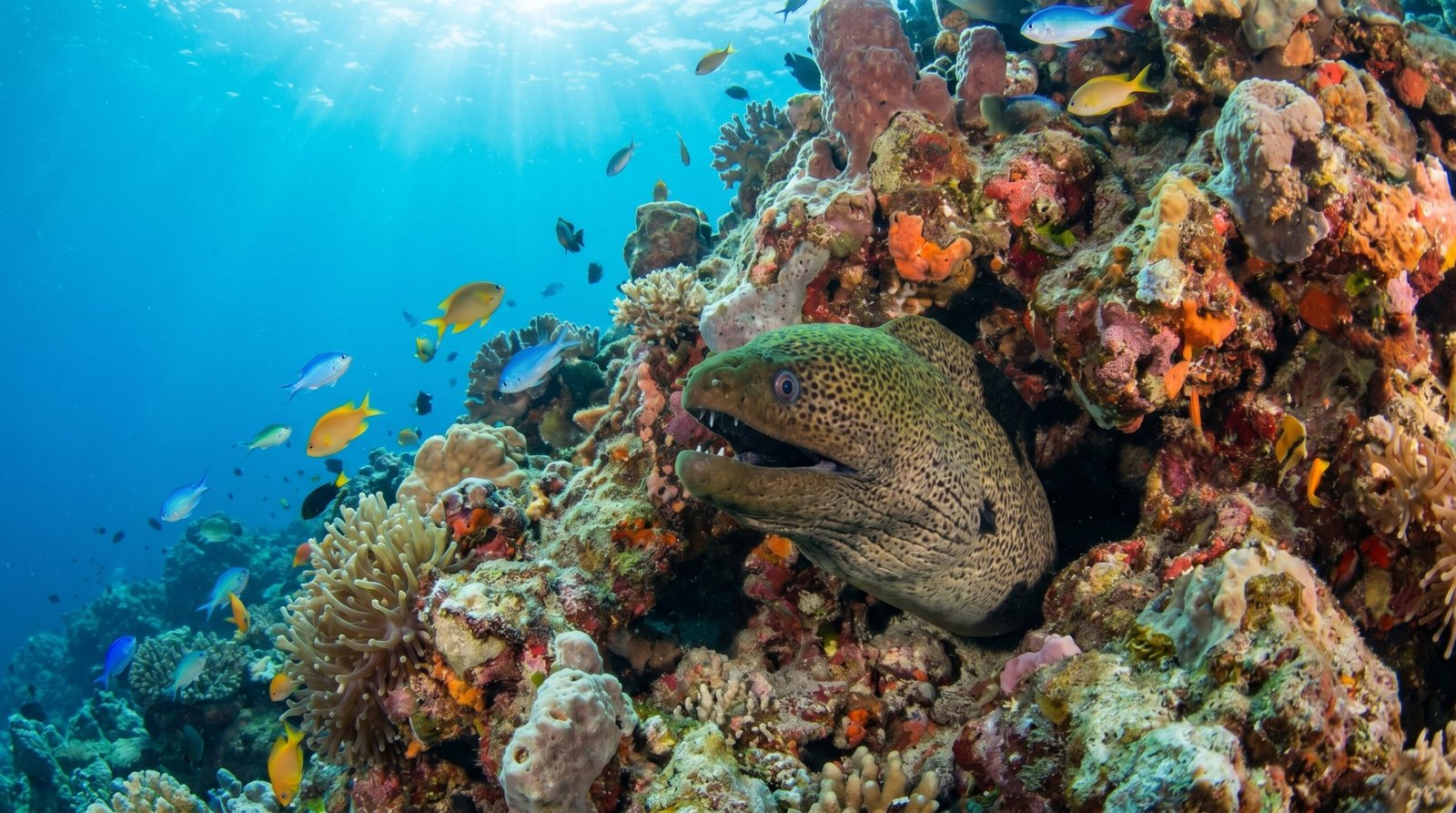 سمك موراي يخرج من شق صخري داخل الشعاب المرجانية في مشهد واقعي تحت الماء