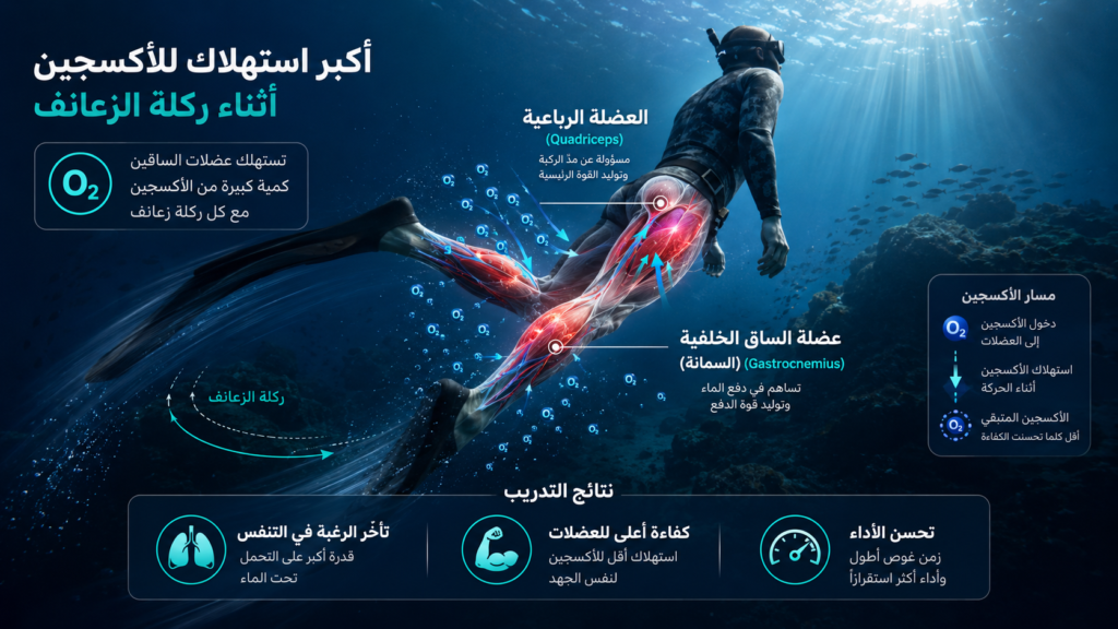 غواص غوص حر يوضح أبرز عضلات الساق المستهلكة للأكسجين أثناء ركلات الزعانف، مع إبراز العضلة الرباعية وعضلة السمانة ودورهما في Hypoxic Dynamic Training لتحسين كفاءة الحركة تحت الماء.