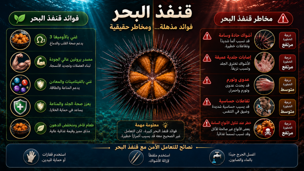 إنفوغرافيك احترافي يقارن بين فوائد قنفذ البحر الصحية ومخاطر أشواكه السامة داخل تصميم بحري سينمائي جذاب عالي الدقة