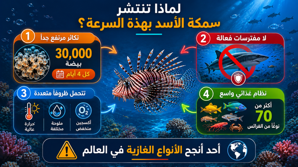 إنفوغرافيك يوضح الأسباب الرئيسية وراء الانتشار السريع لسمكة الأسد، بما في ذلك التكاثر الهائل، غياب المفترسات الطبيعية، القدرة العالية على التكيف، والنظام الغذائي الواسع.