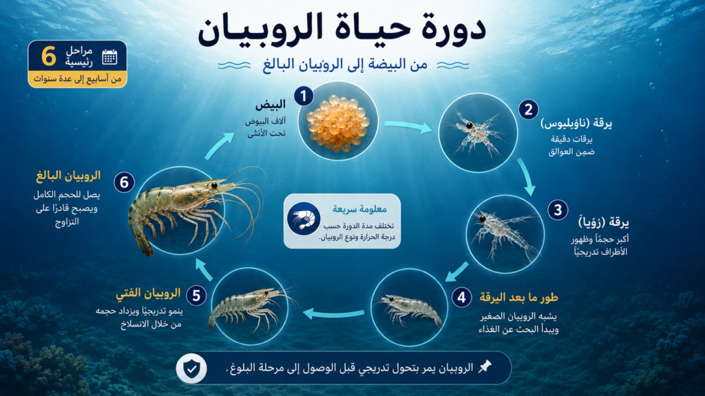 إنفوغرافيك يوضح دورة حياة الروبيان من البيضة إلى الروبيان البالغ، مع شرح المراحل الرئيسية للنمو والتحول التدريجي في البيئة البحرية.