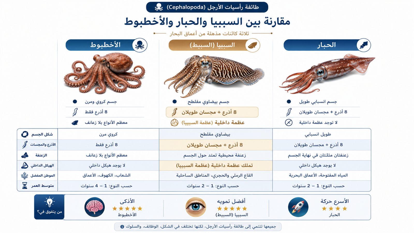 مقارنة بصرية بين السيبيا والحبار والأخطبوط توضح الفروقات في شكل الجسم، وعدد الأذرع والمجسات، والزعانف، والهيكل الداخلي، والموطن، ومتوسط العمر ضمن طائفة رأسيات الأرجل.